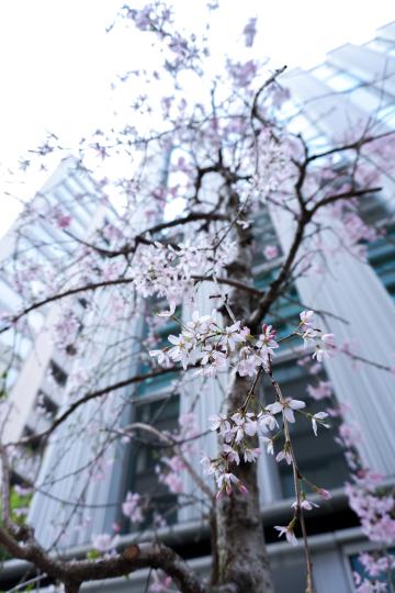 枝垂れ桜